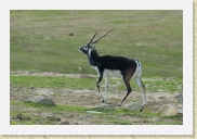 DSC_4260 Black Buck * 700 x 467 * (253KB)